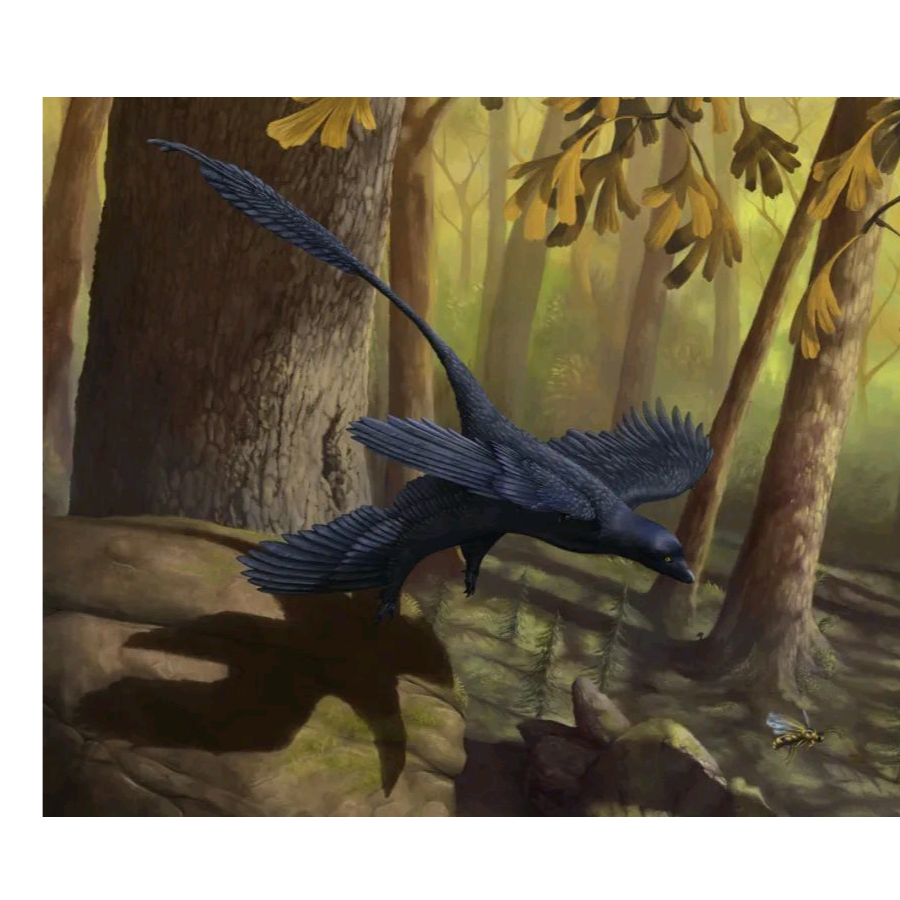  A Microraptor