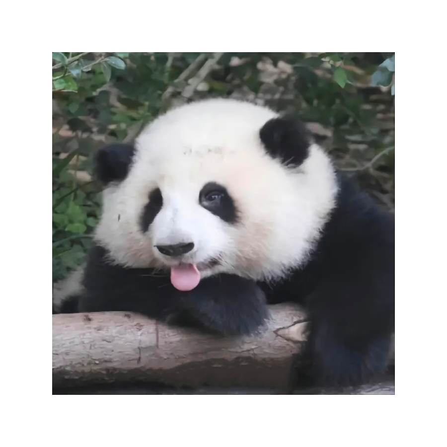 ♚ 吃兔子的萝卜