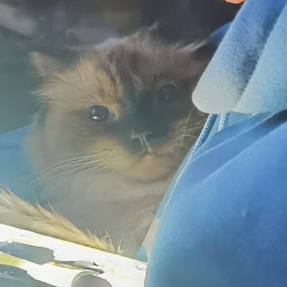 汉堡是只布偶猫