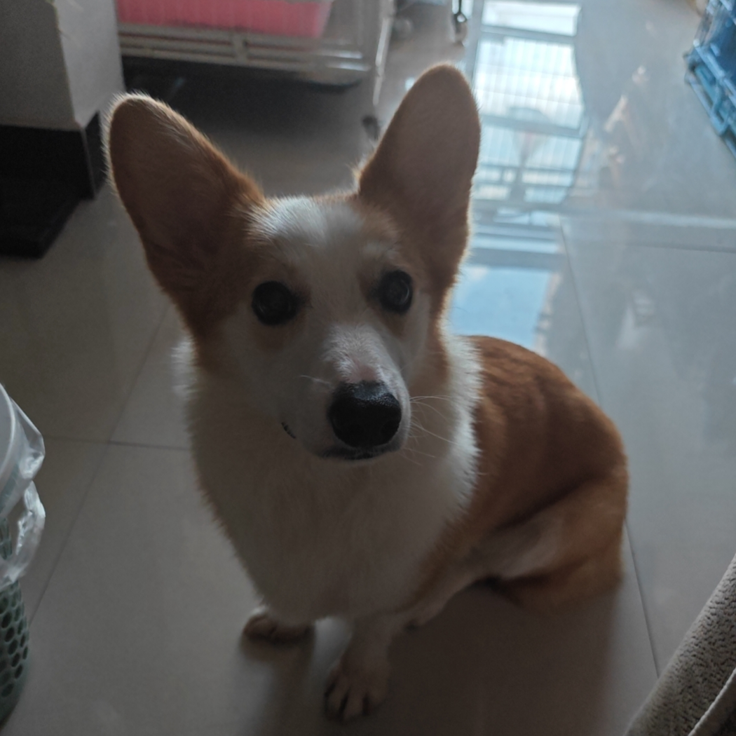 辰晧
