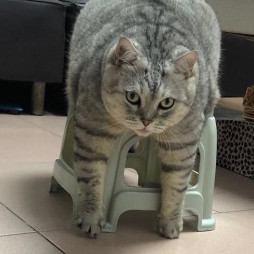 藺与