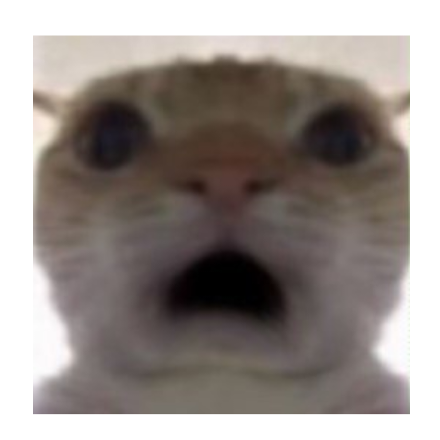白君