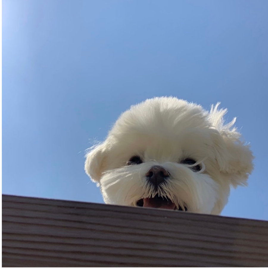 新野