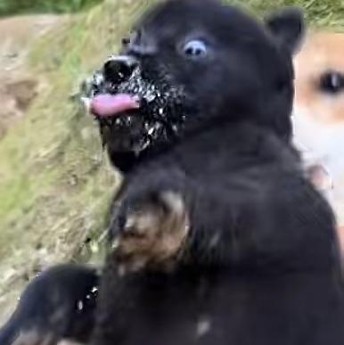 奇异蛋