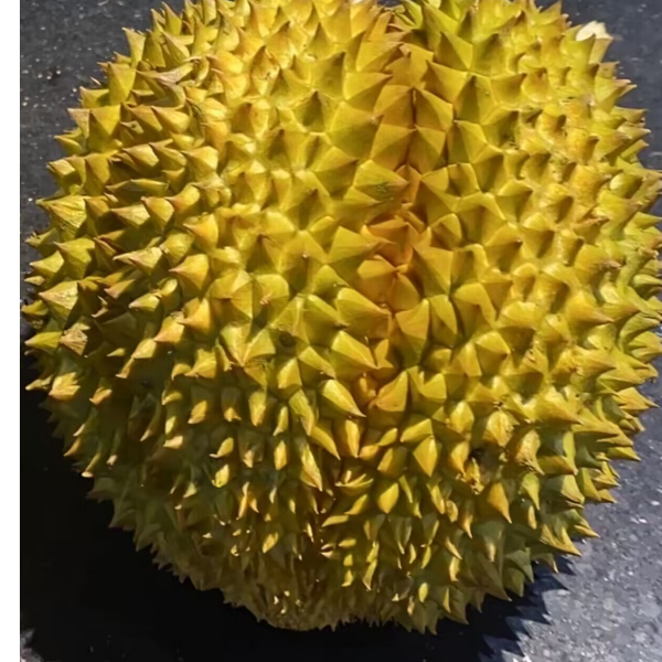 执着的单机大神