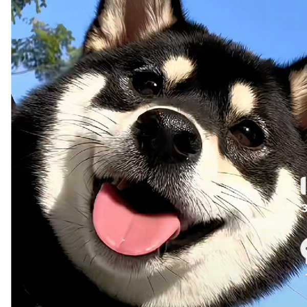 纯爱战神