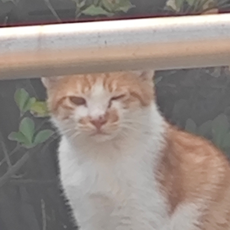 栀子花落状元红