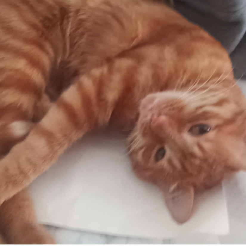 天上坠落的繁星