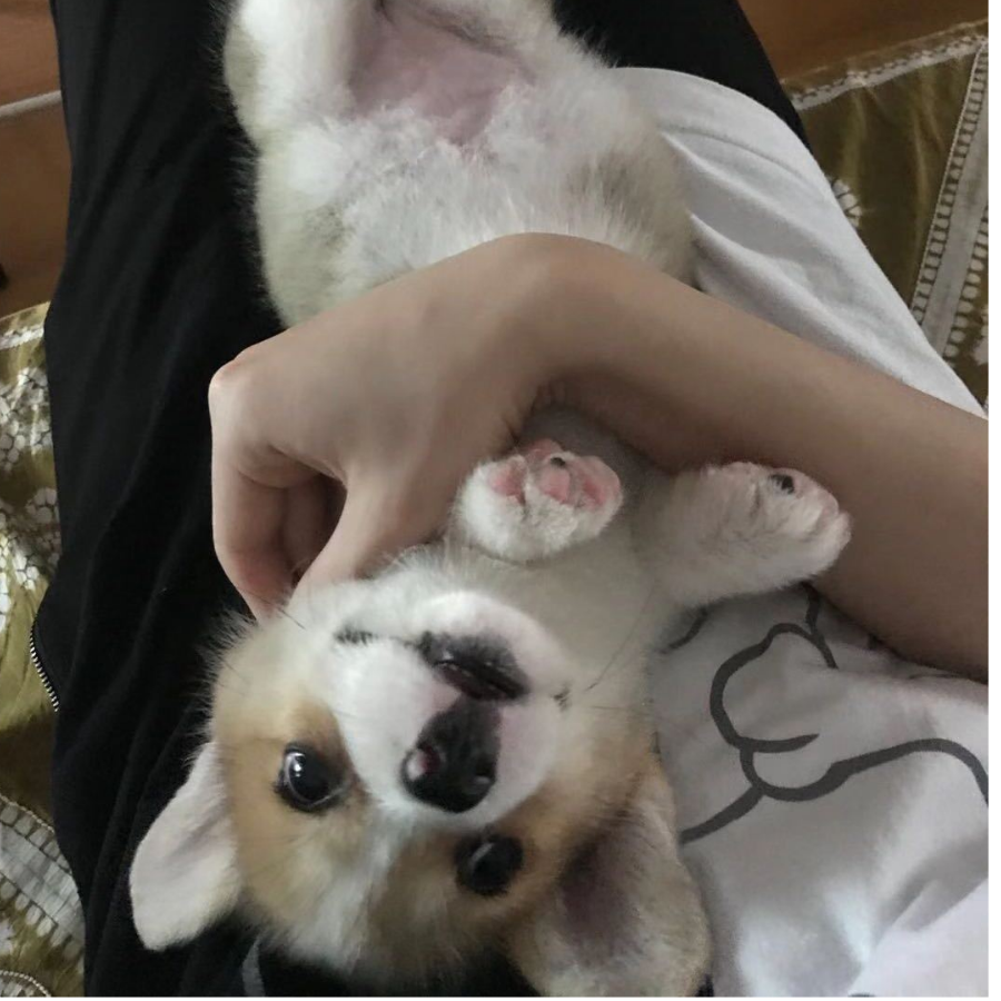 养只柯基当马骑