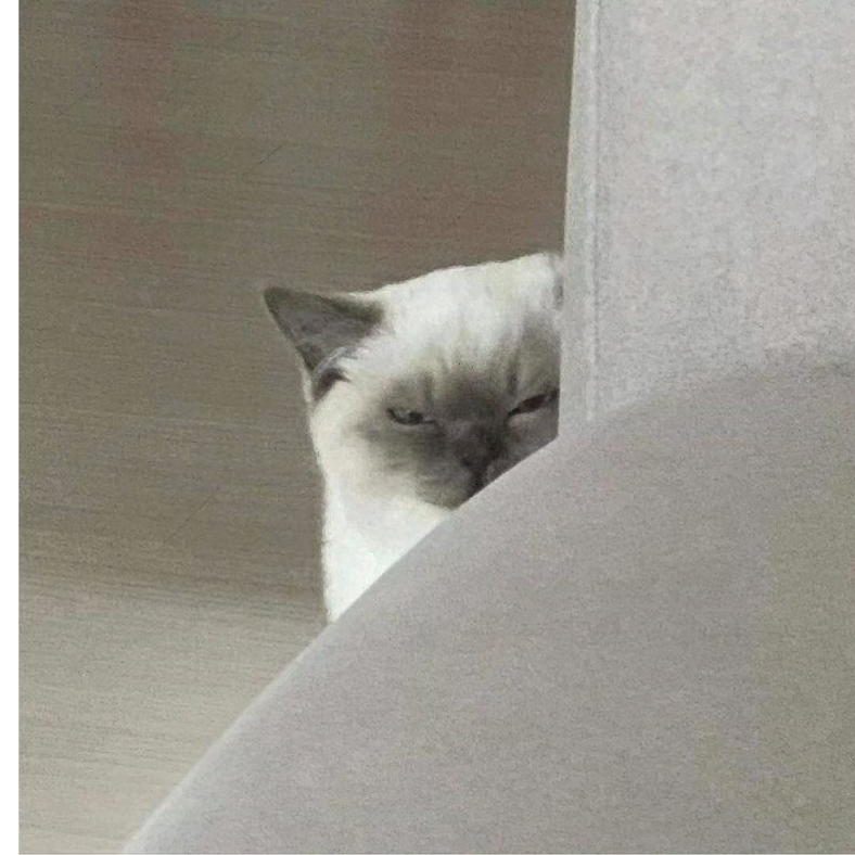 月小姬