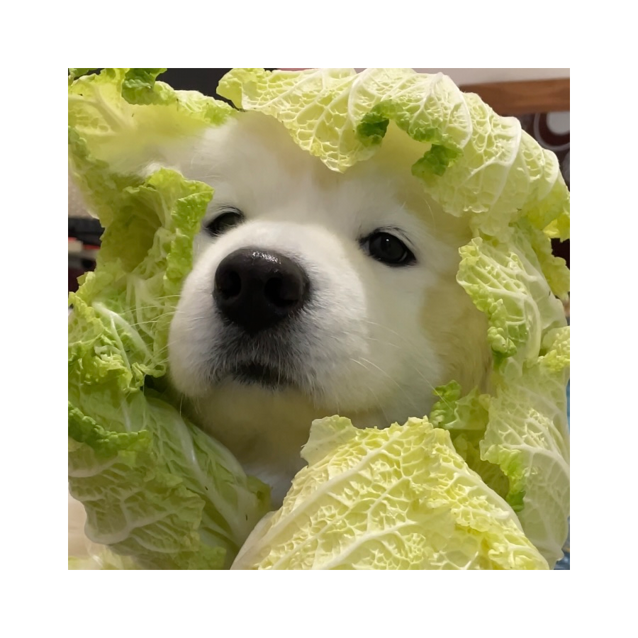 参辰辰辰辰