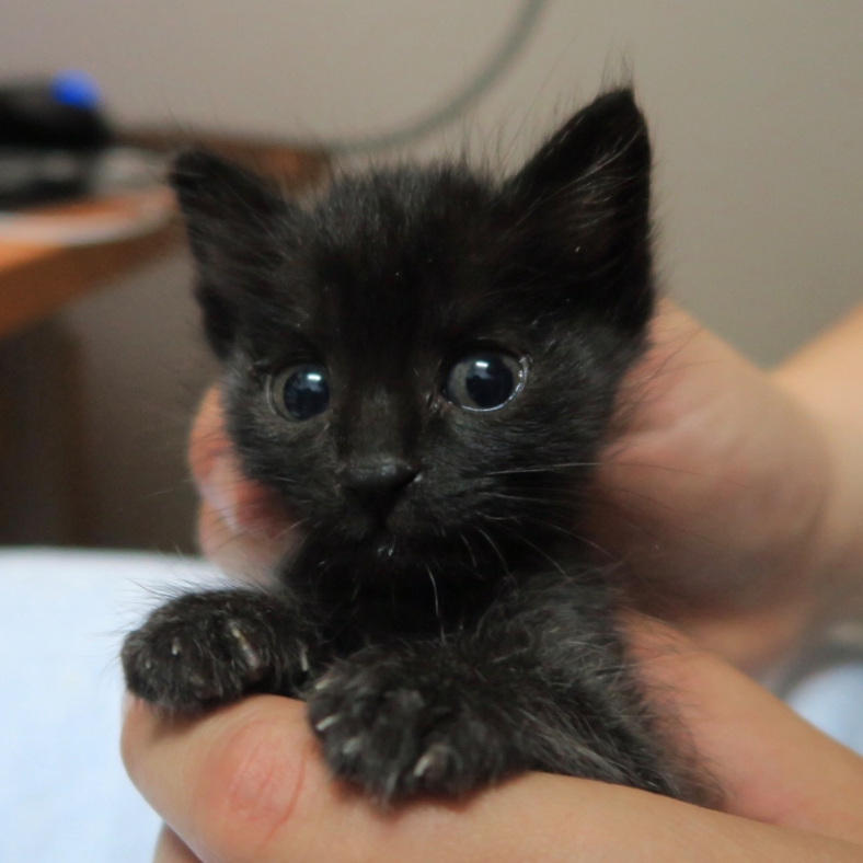 一只肥猹