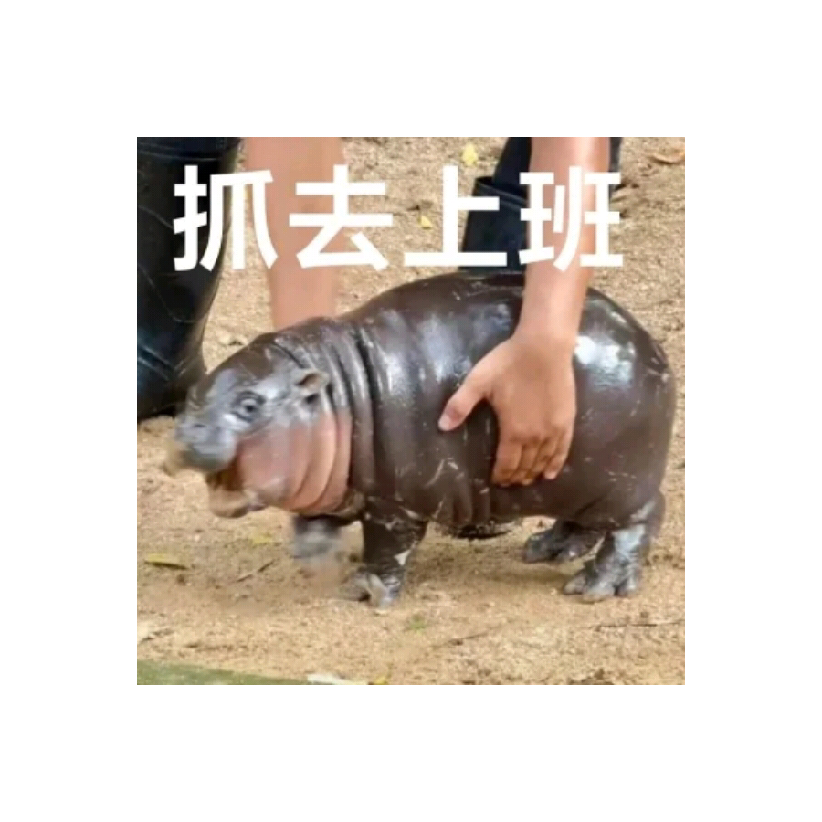 欧若拉兔绒