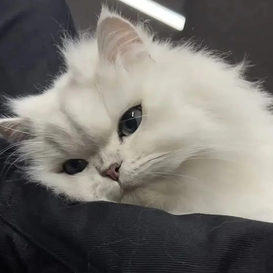 珩
