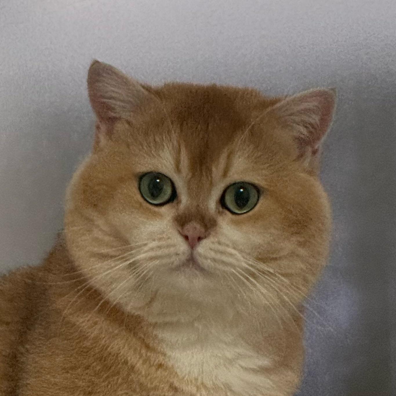 烈焰猫头忍者🥷