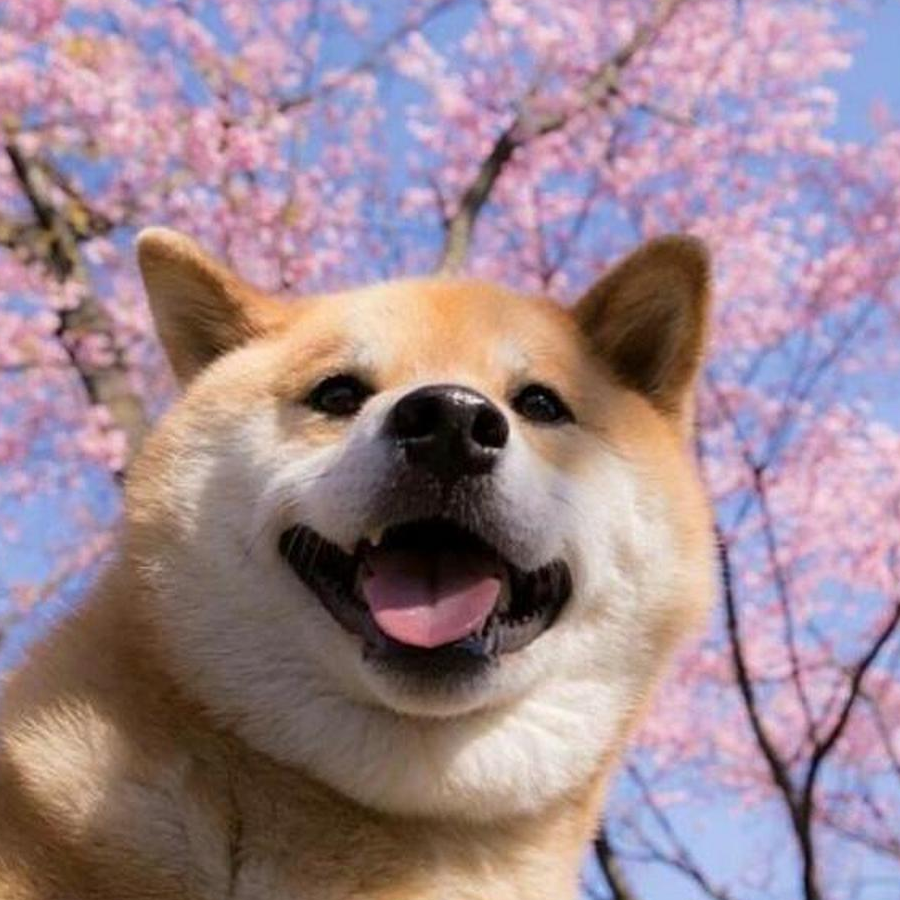 Shiba Inu