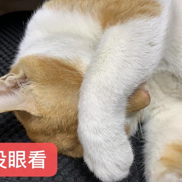 沈万三