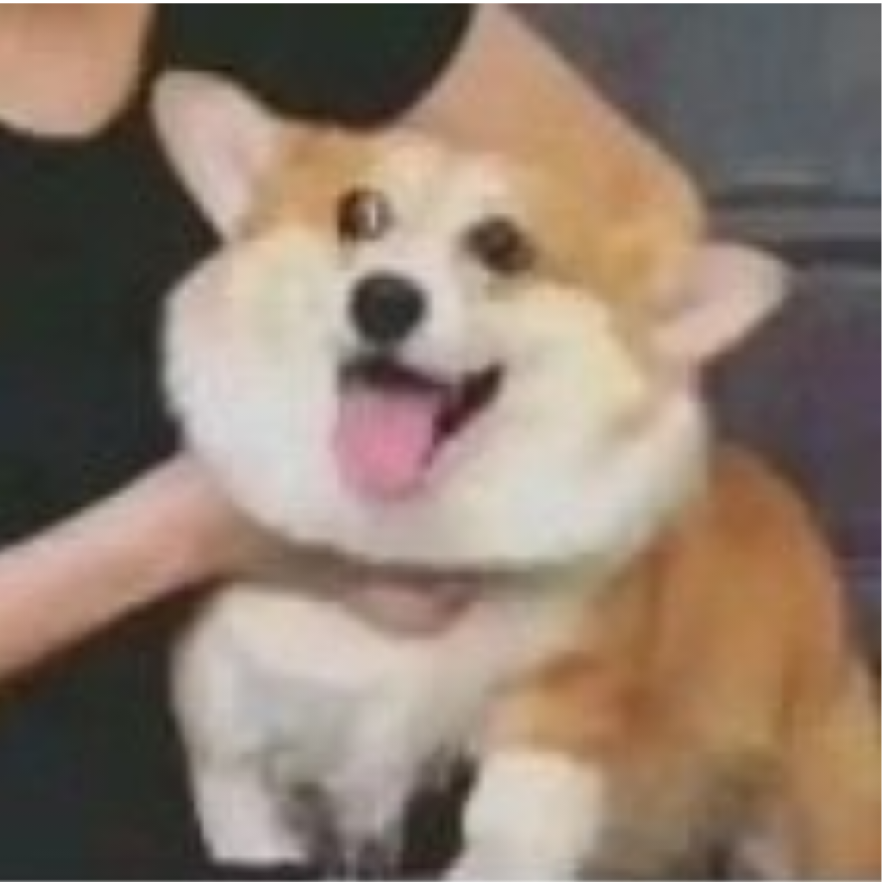 我叫你狗儿