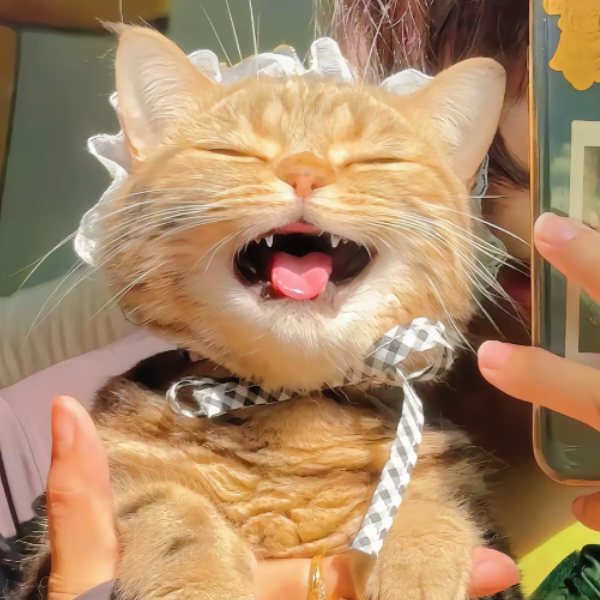 沉云