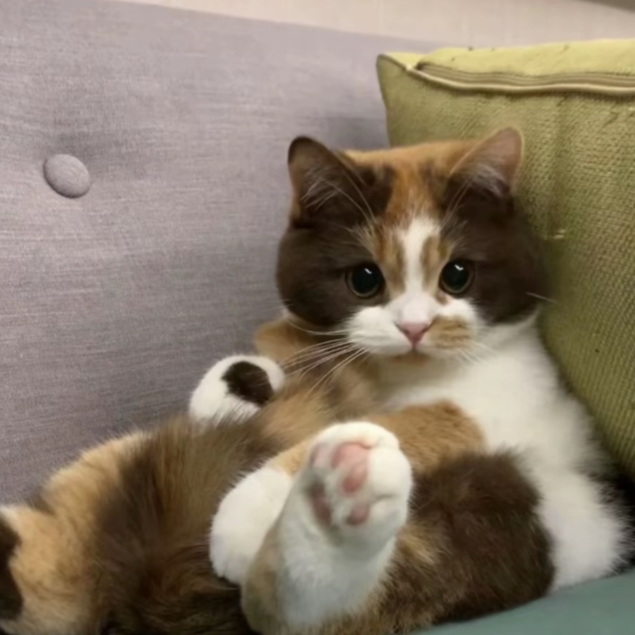 呆鬼