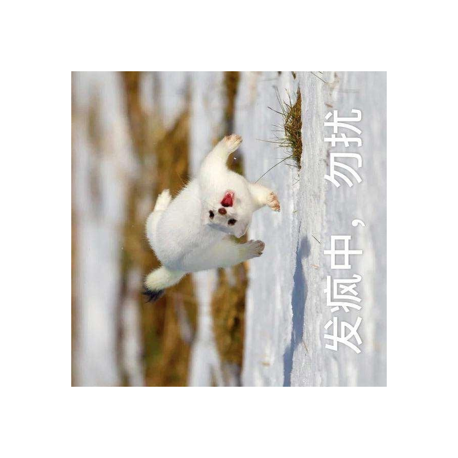 摸金论剑