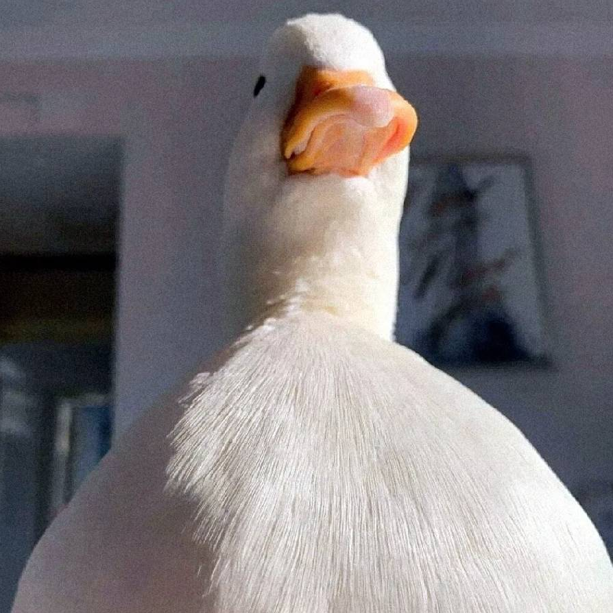 纬鹅