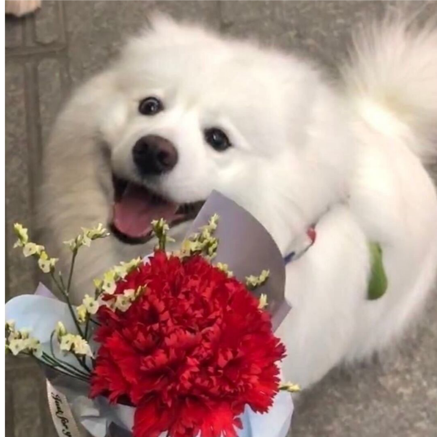 一麻袋香菜