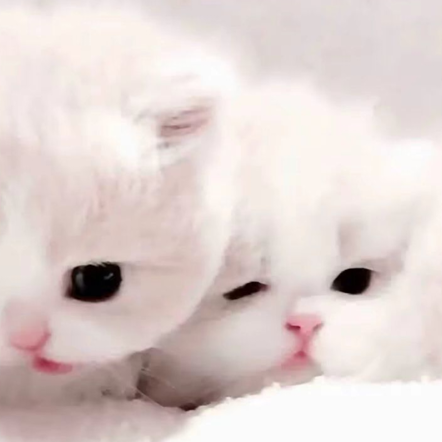 棠江愿