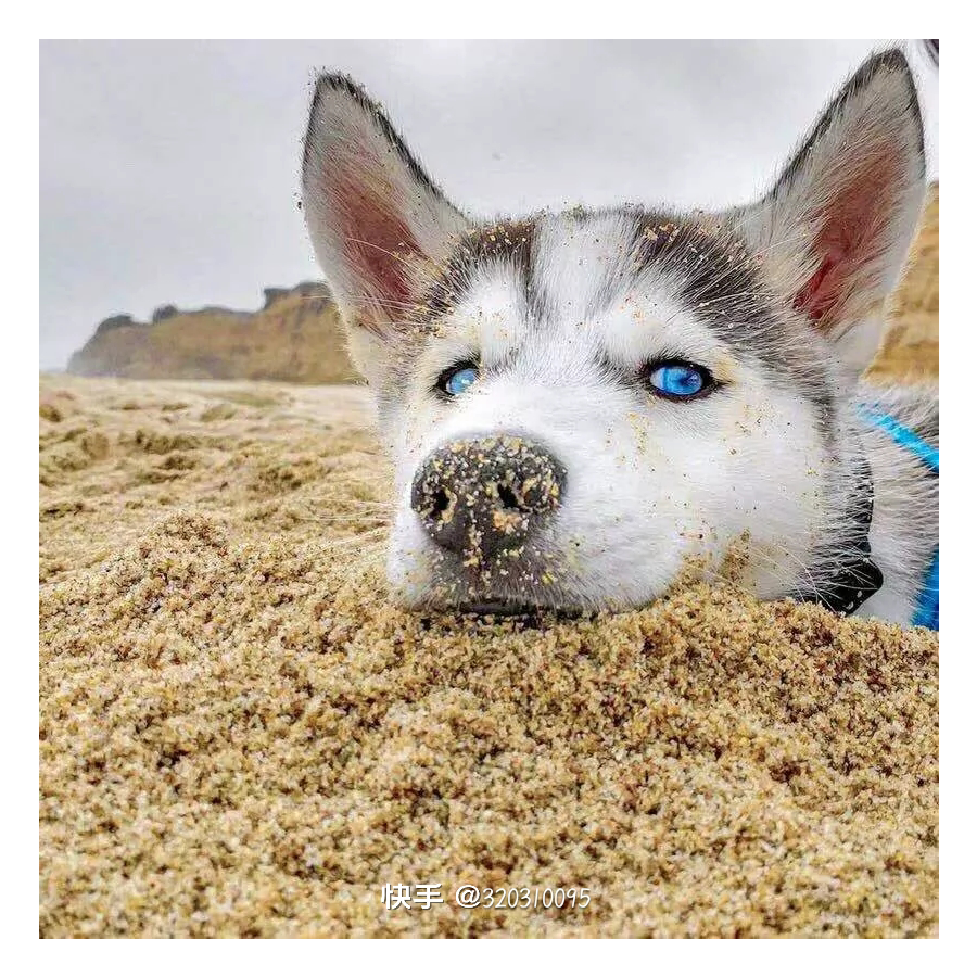 一路向北的狐狸