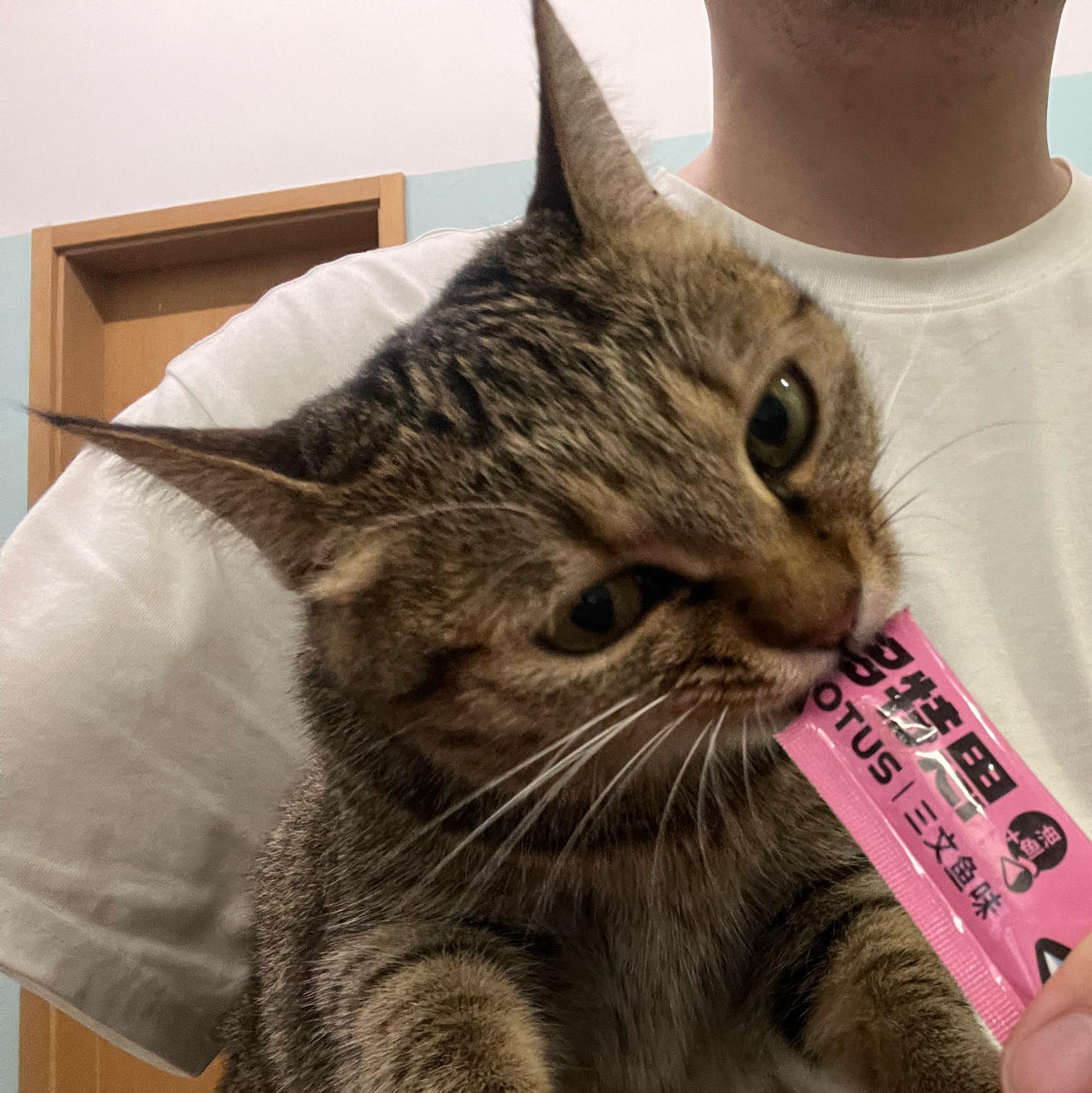 倔强且傲娇的小猫咪