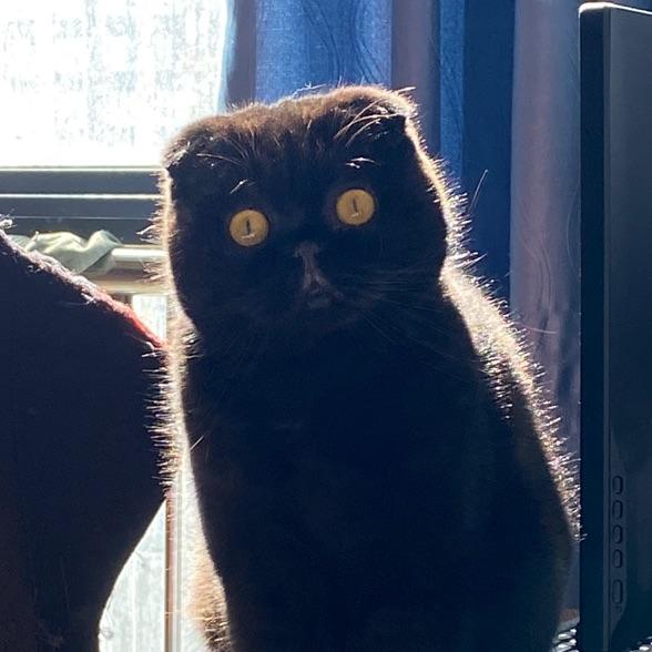黑色猫头鹰