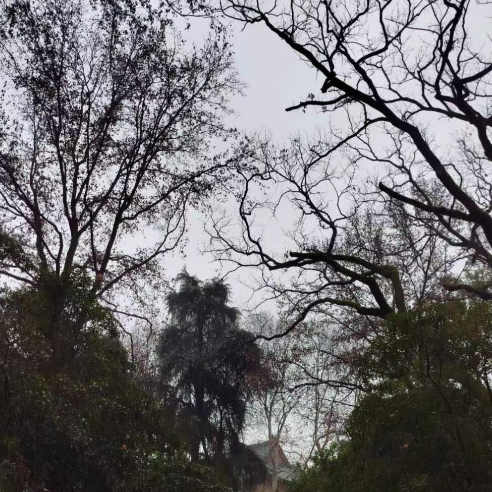 还是假傻