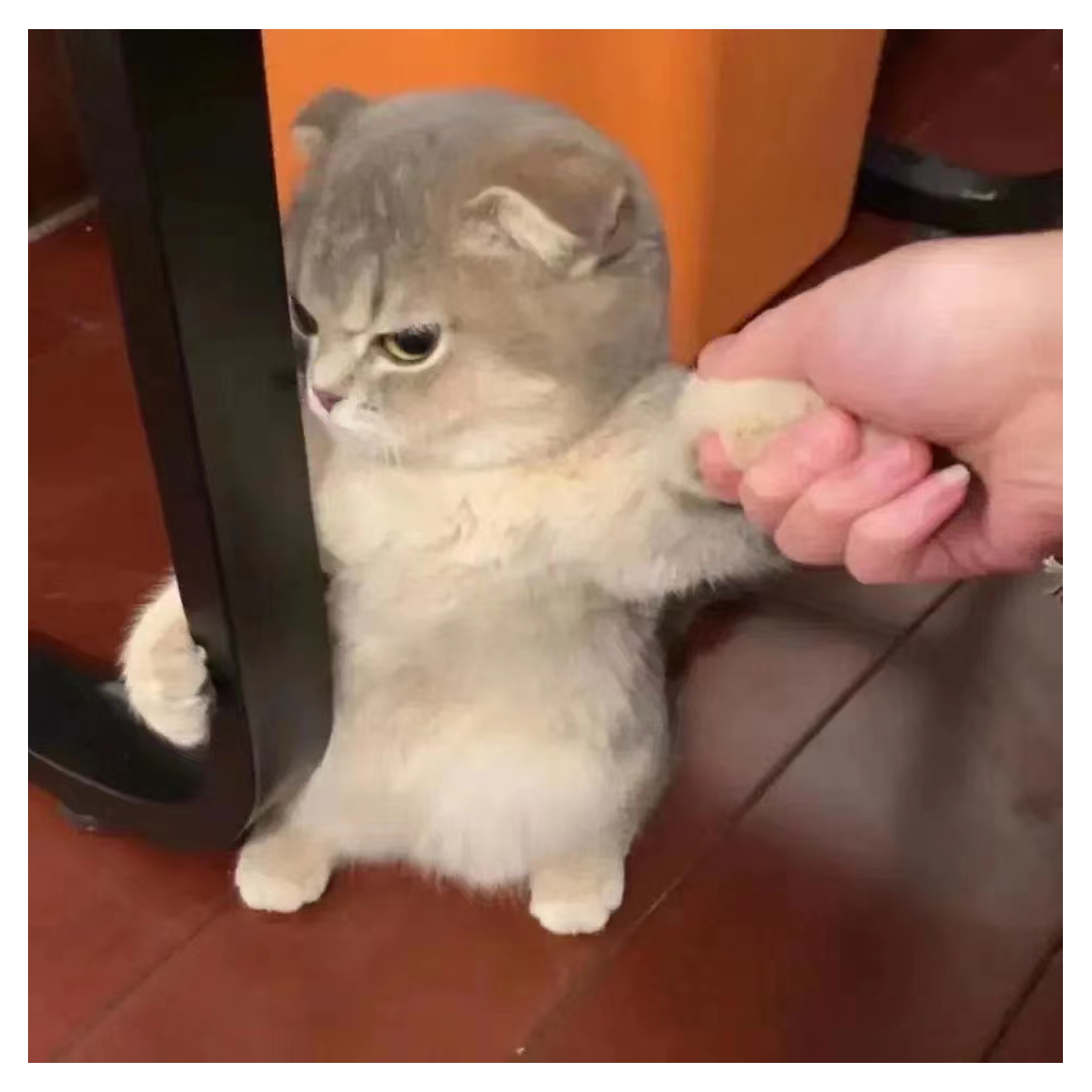 喵酱