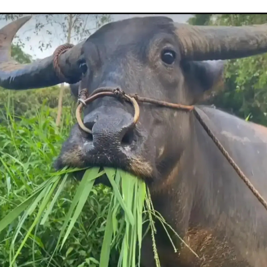 没有梦想的老咸鱼