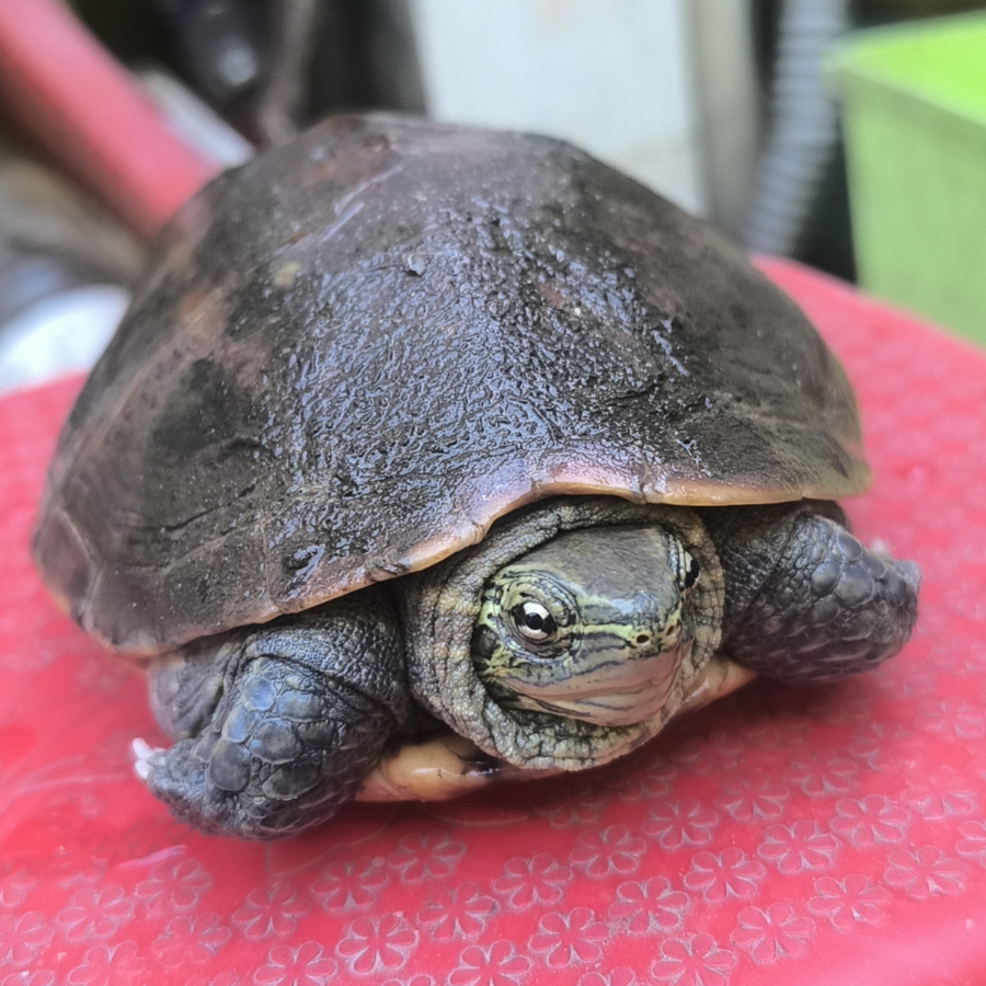 游戏咸鱼的阿王