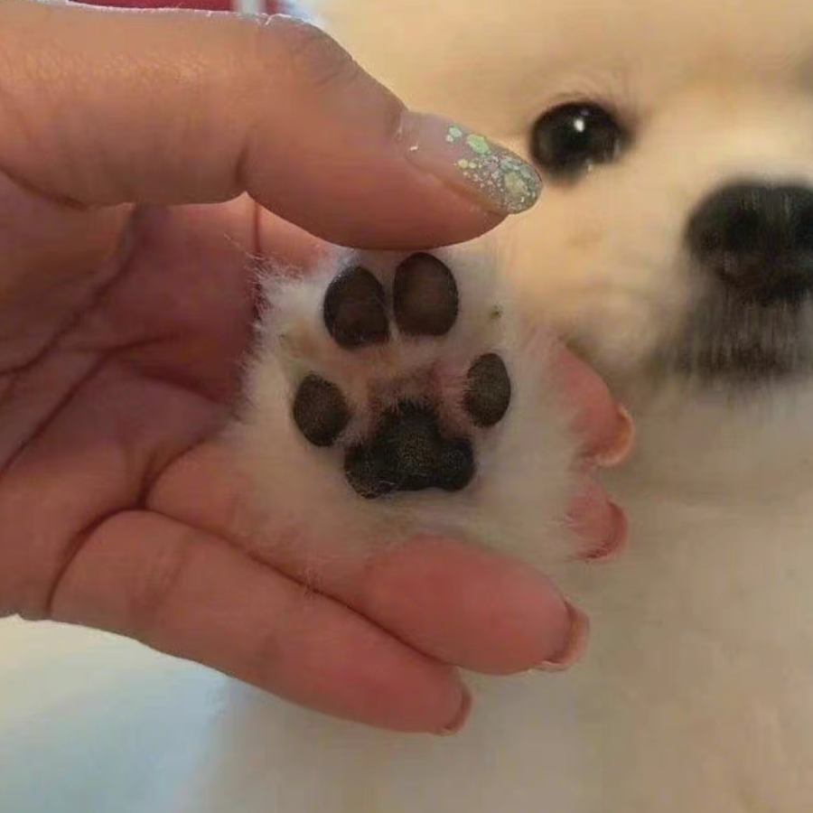 珍珠芋圆冻
