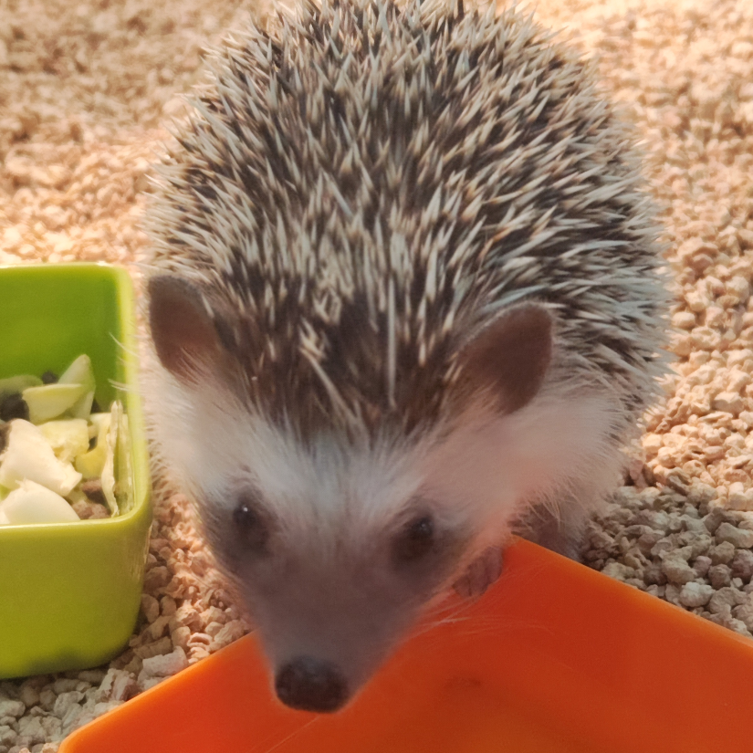 (๑•̀㉨•́ฅ✧ 早