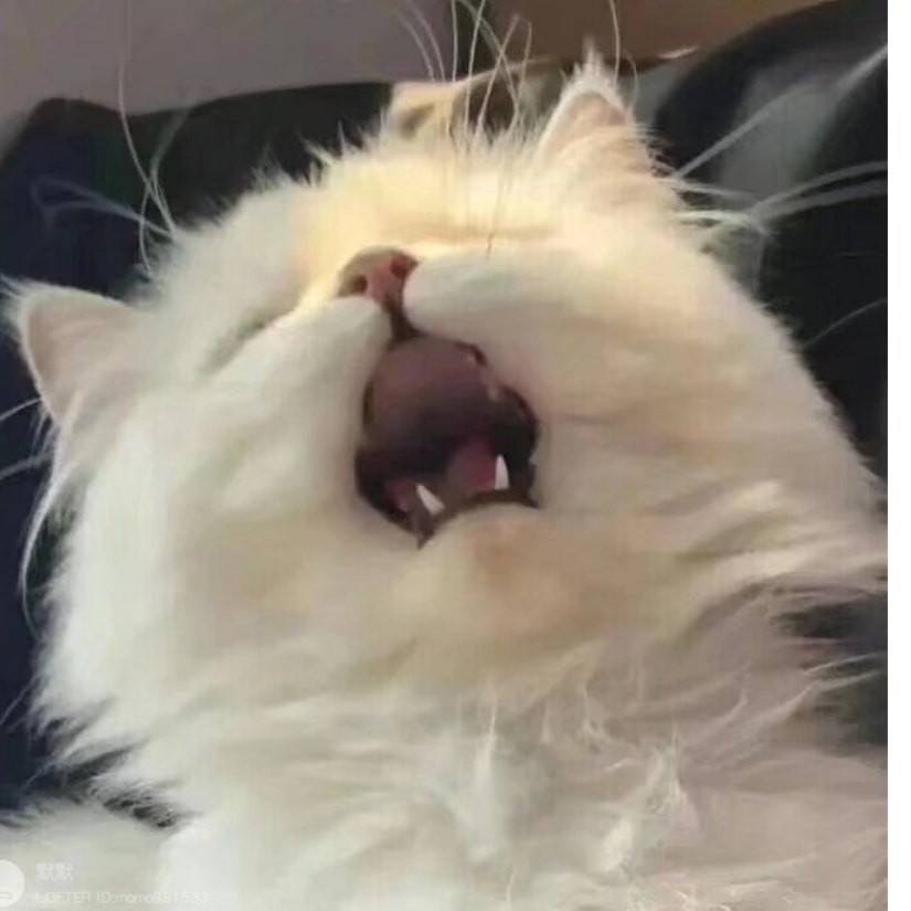 八爪鱼