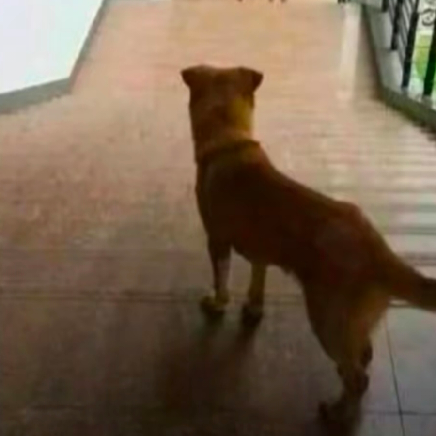 半透明 no color°