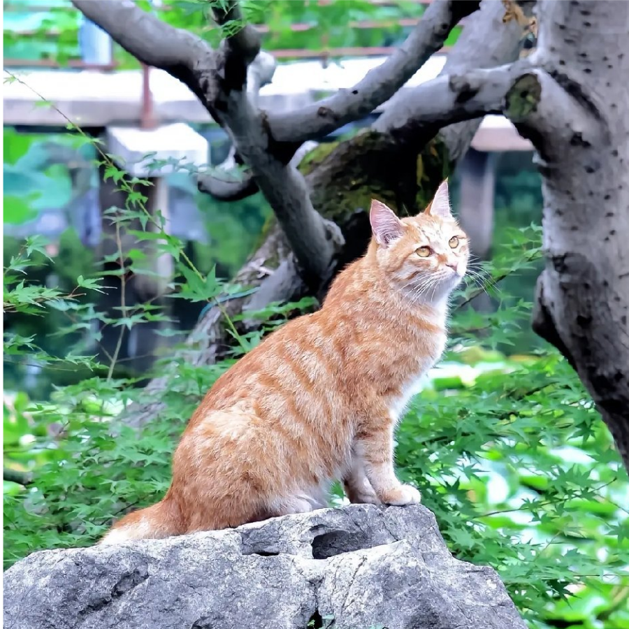 手握日月摘星辰
