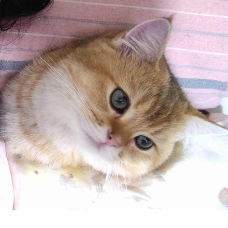 渡渡厄