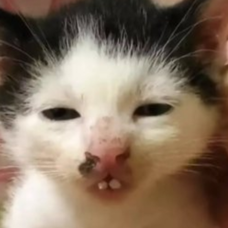 张一晨
