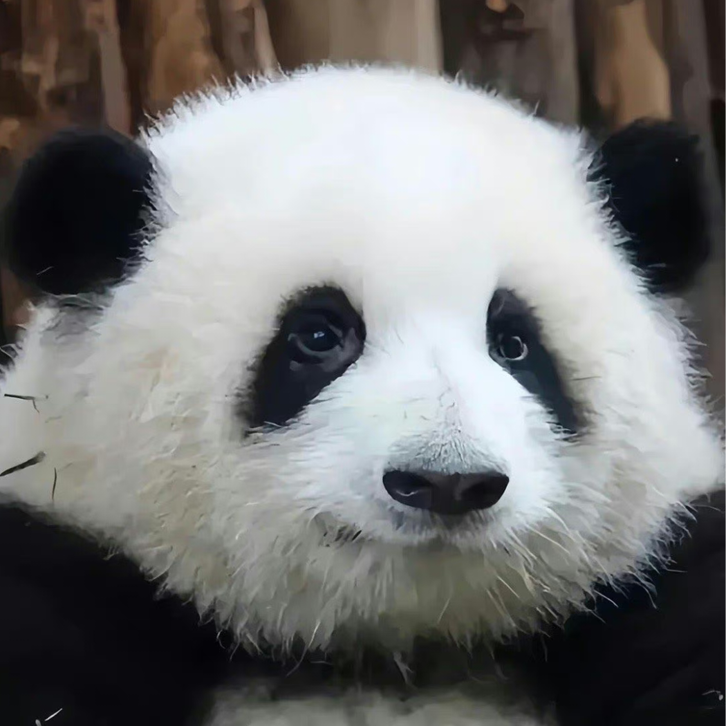 熊猫玩游戏