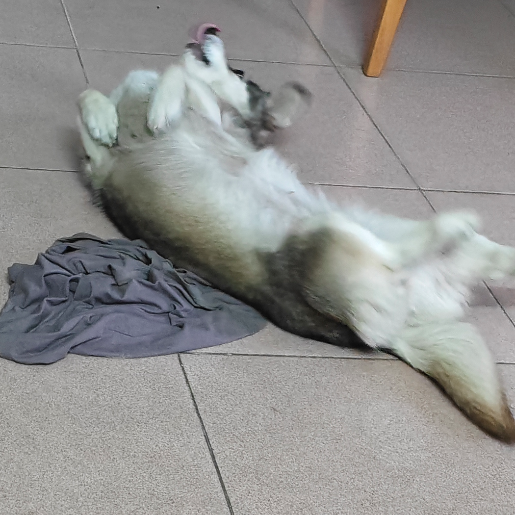 优雅的河马