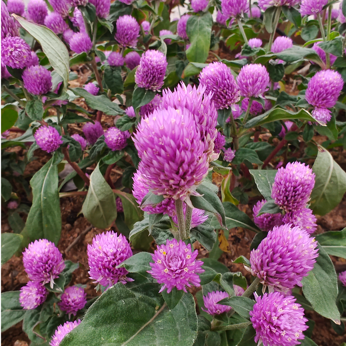 花开富贵🌸