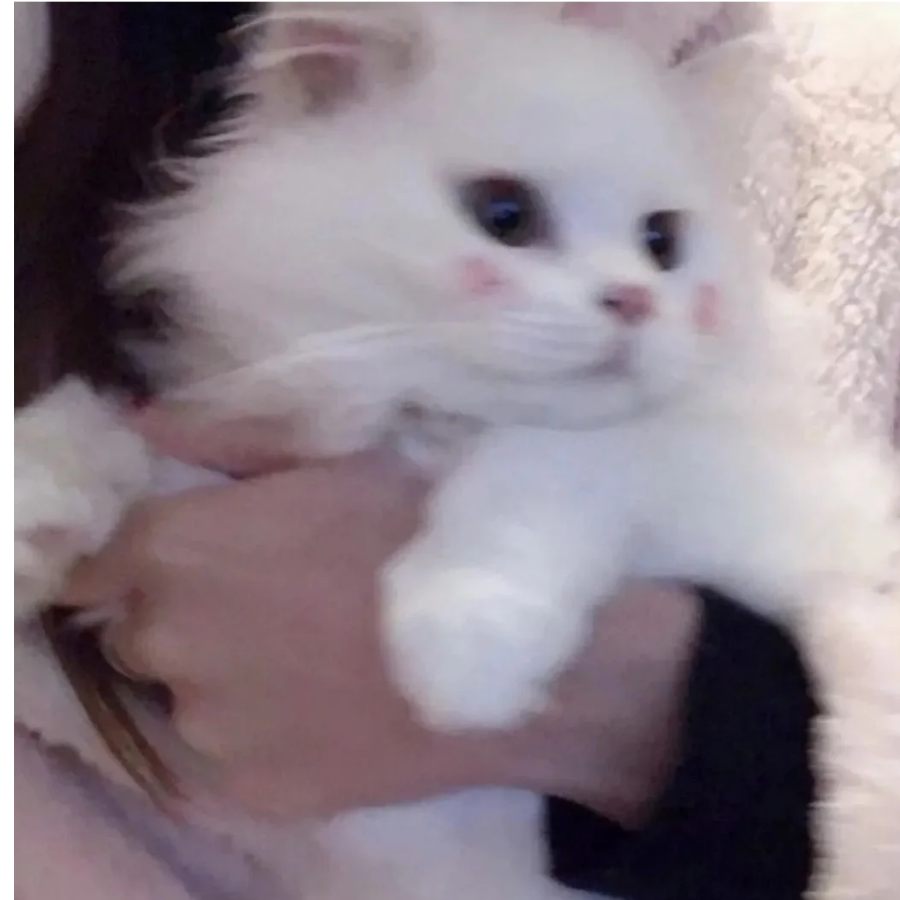 曦曦i