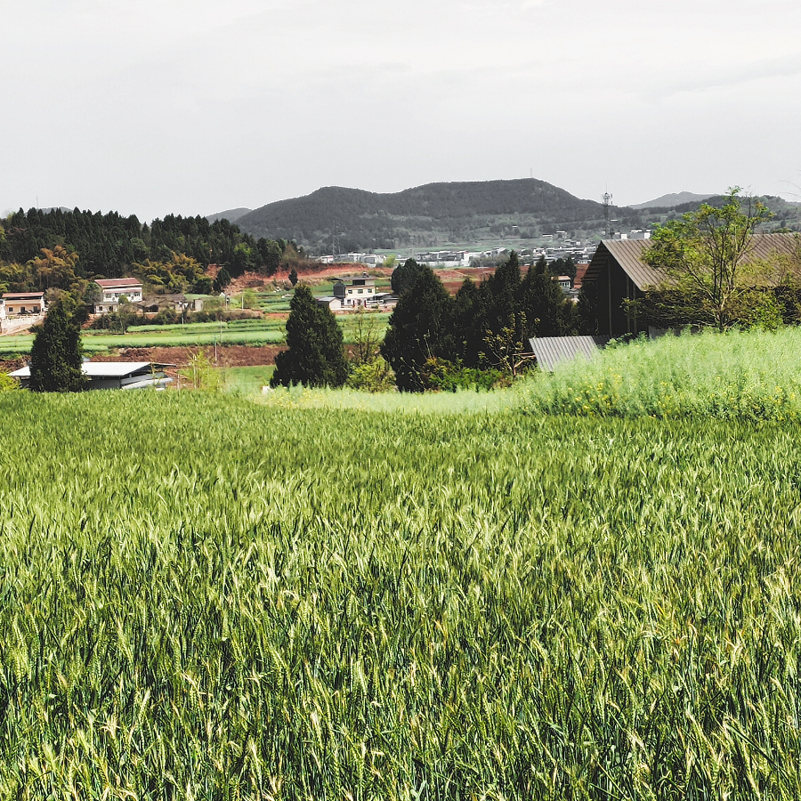 雾桦川