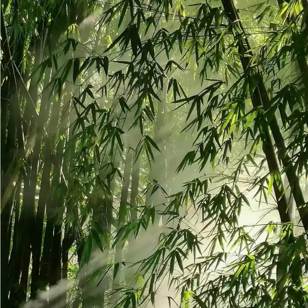 崩坏原神启动！