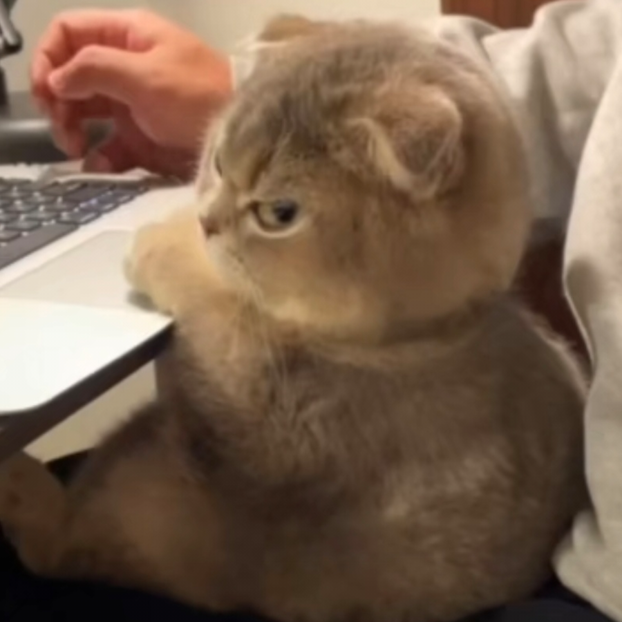 艾达