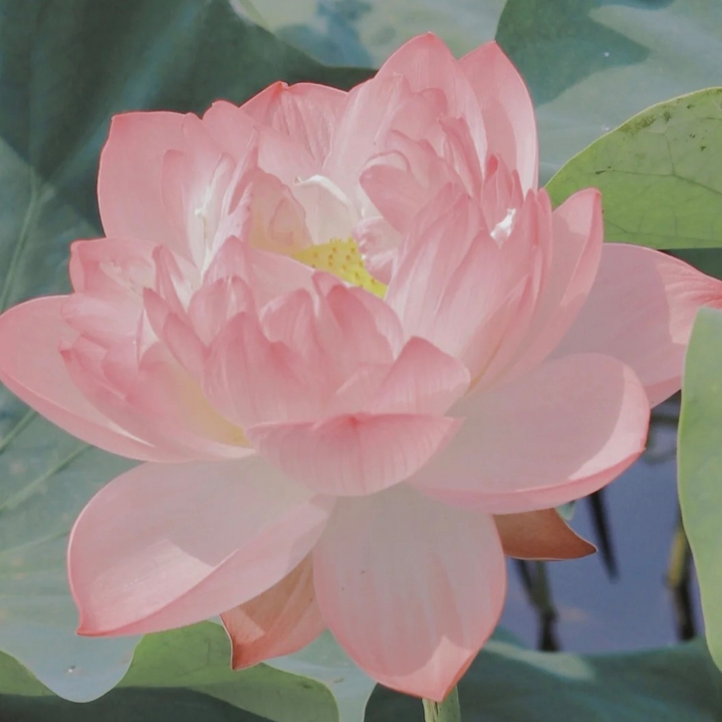 爱在夏天